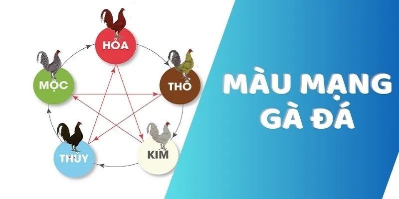 Màu Mạng Gà Đá Fun88- Bí Kíp Lựa Chọn Chiến Kê Bách Thắng